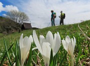 Spettacolo di fiori ai prati della Pigolotta di Valtorta-26 aprile 2025 - FOTOGALLERY